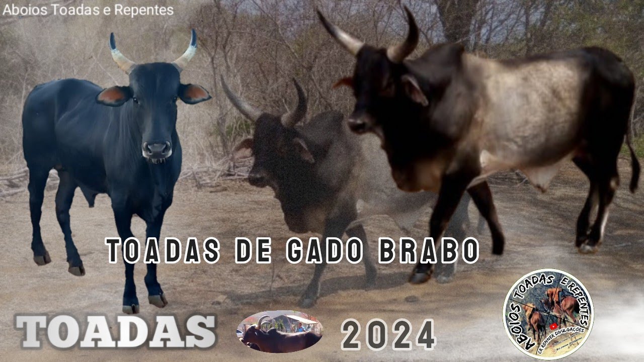 Toadas de gado brabo 2024 Recordado o passado - o melhor das pega de boi no mato!