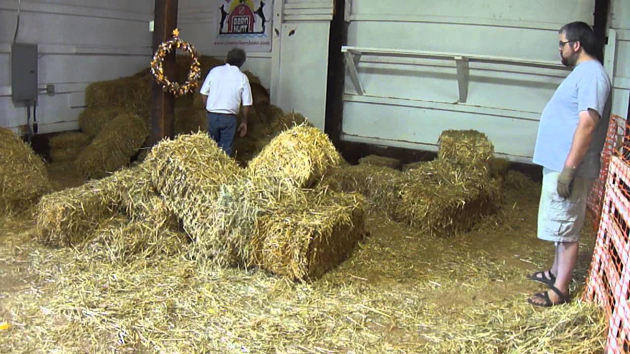 German Pinscher Barn Hunt