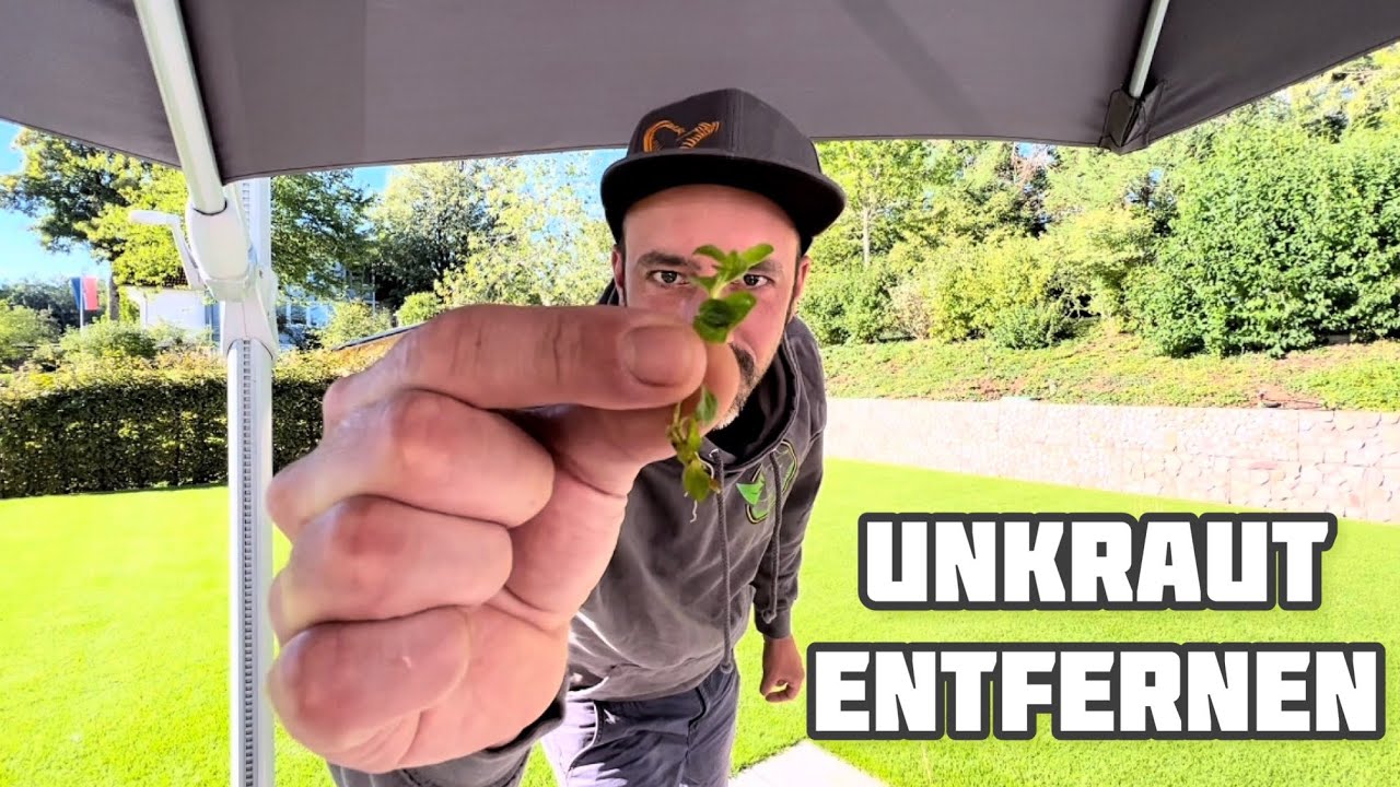Unkraut auf der Rasenfläche | 3 Möglichkeiten |