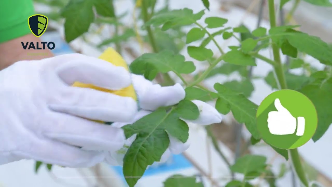 V10 | Instruction video| Valto biocontrol