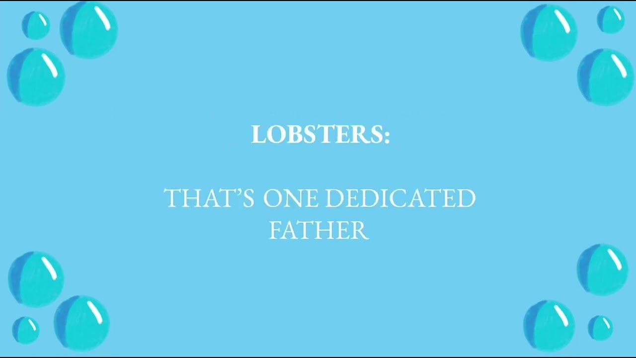 One Dedicated Father Lyrics - Finding Nemo Jr.