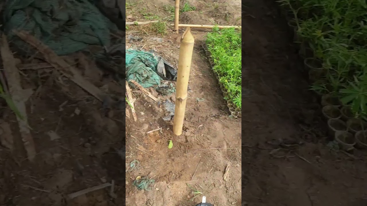 Cannabis Cultivation Raising Productivity