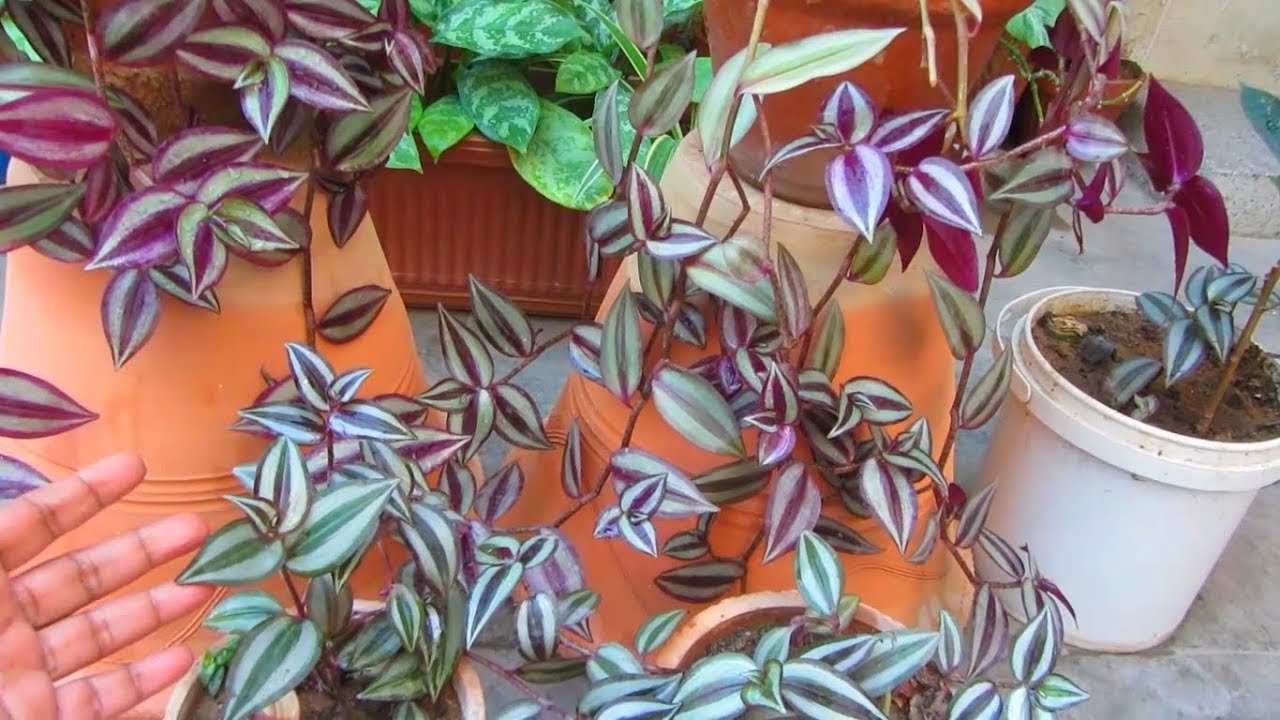3 Tips To Grow Lots Of Wandering Jew Plant