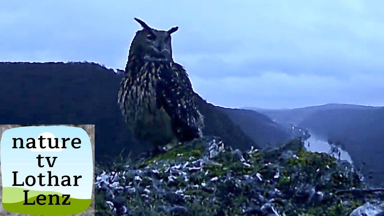 Eurasian Eagle-Owl calls at dawn. Uhu ruft in der Morgendämmerung. Germany, Eifel