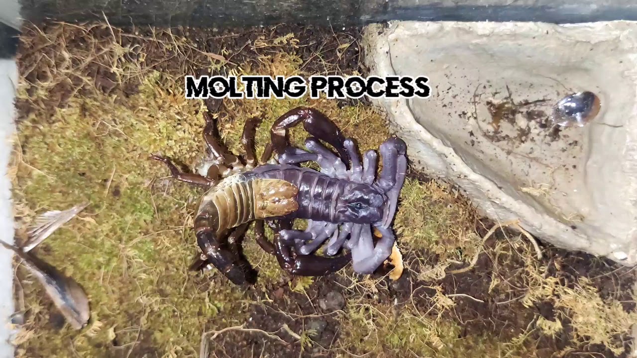 Amazing scorpion transformation (Complete Molting process) 1080p HD