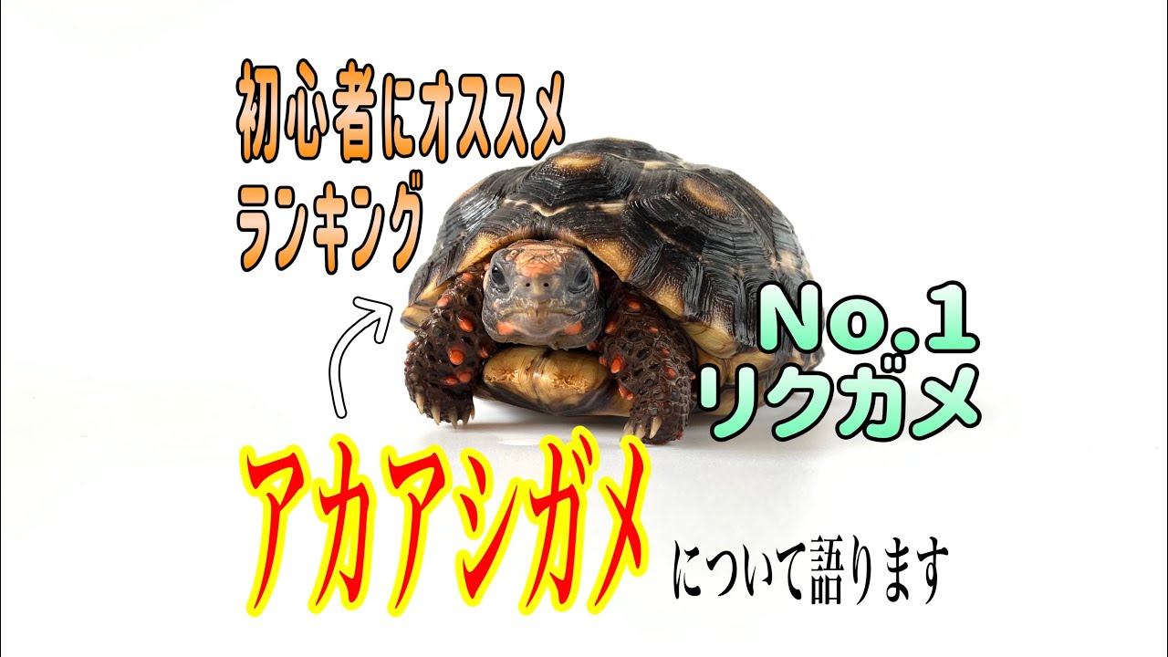 リクガメ初心者におすすめしたい【アカアシガメ】について語ってみた