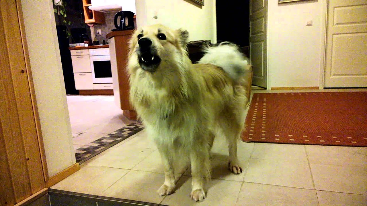 Näin haukkuu Halti ja Halti haukkuu näin