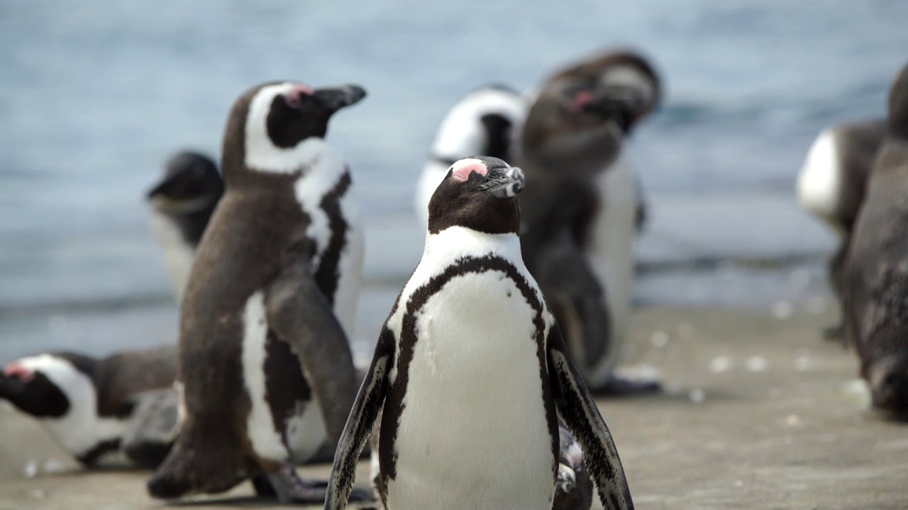 Ecosistema Polar: Maravillas del Frío