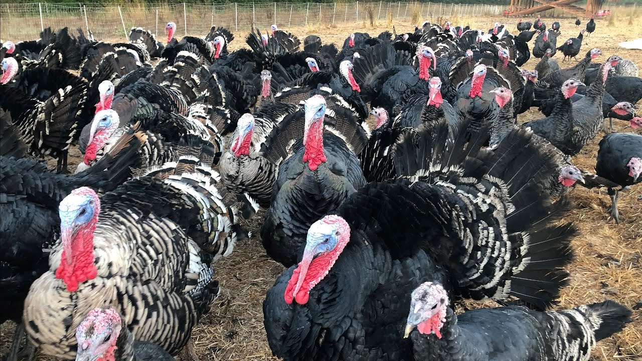 Hidden Gem? Turkey Farming in Zimbabwe: Why Few Do It, But You Can Make Profits