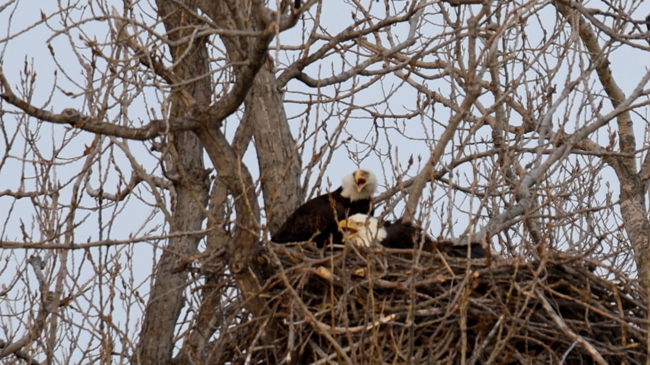 Jack and Diane returning for another season on their preferred nest #baldeagle #naturephotography