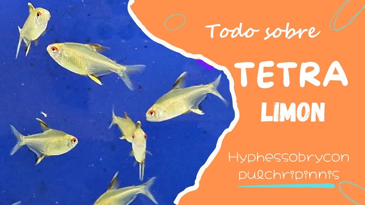 Tetra lim&oacute;n 🍋 Hyphessobrycon pulcheripinnis