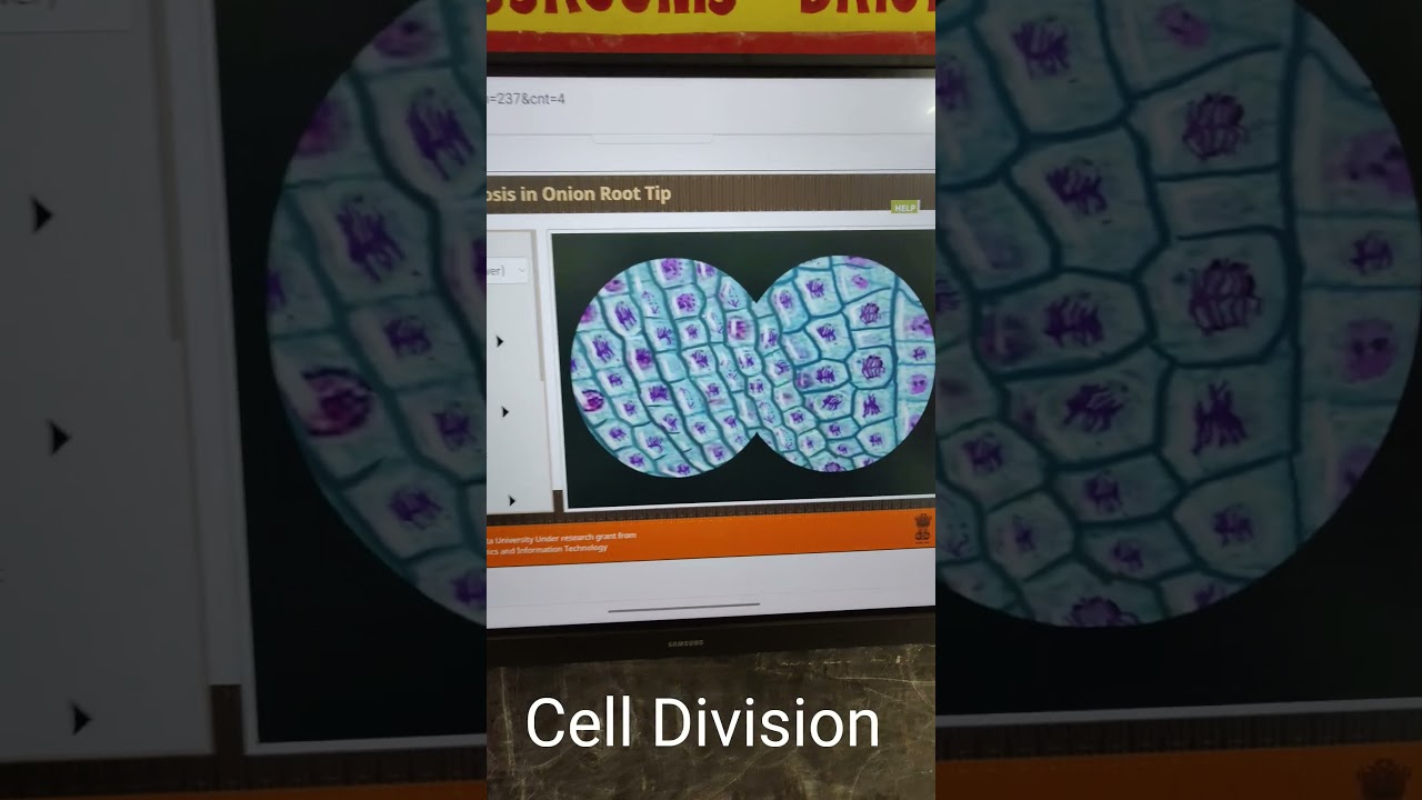 cell Division 