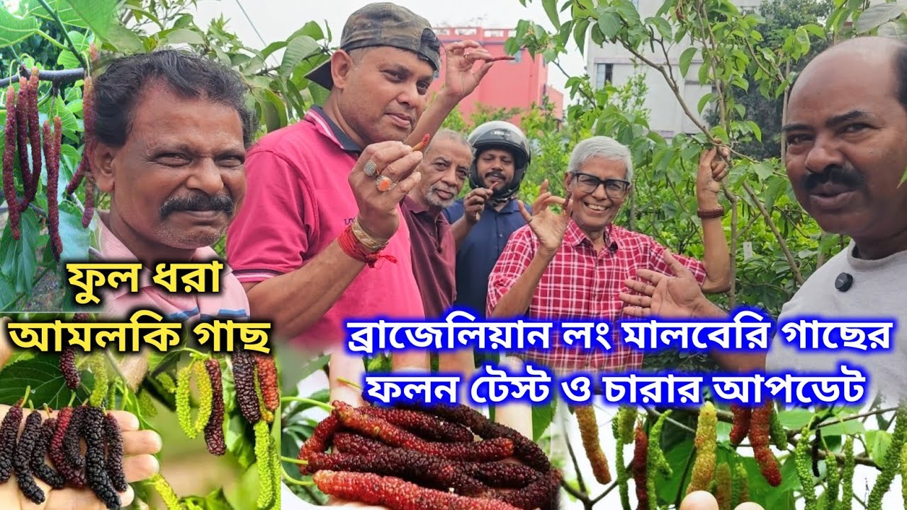 মালবেরি, পেয়ারা, আমলকি সহ অনেক রকম ফল গাছের স্টক নিশা নার্সারীতে |