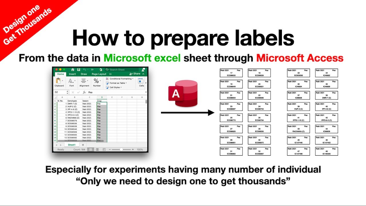 How to prepare labels from excel using Microsoft access within minutes | Experimental labels or tags