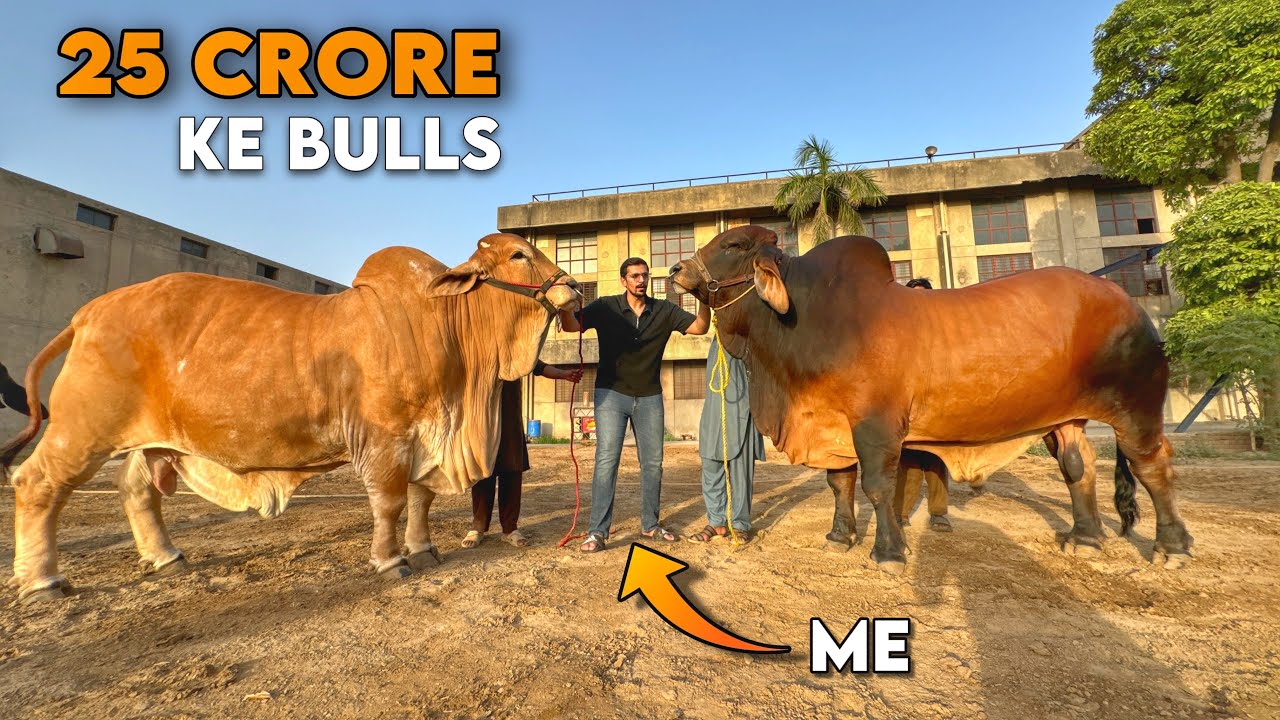 25 Crore Ke Bulls For Qurbani - Most Expensive Cattle Farm in Lahore, Pakistan