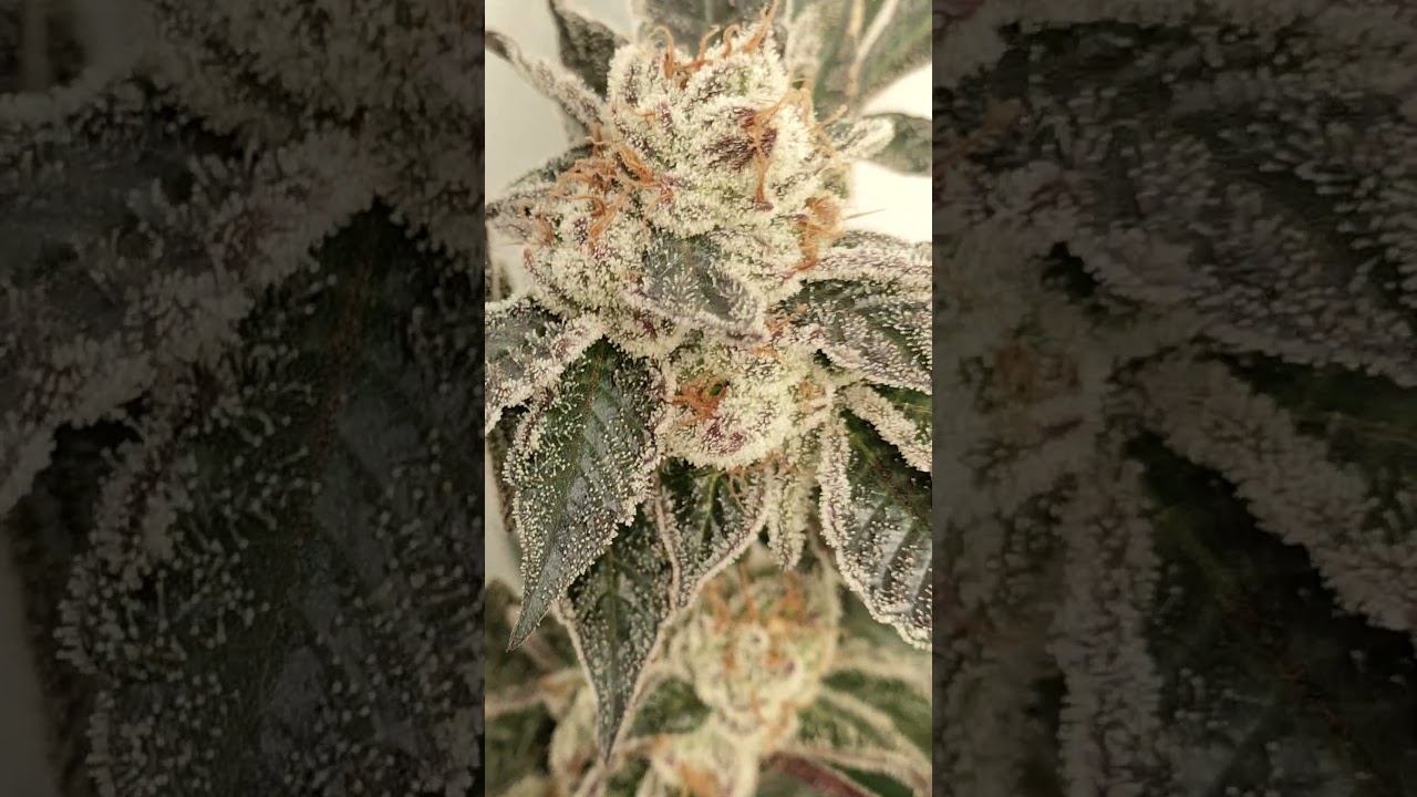 #cannabis #bloom #weed #grow frosty strain #chimera s1 #indoor