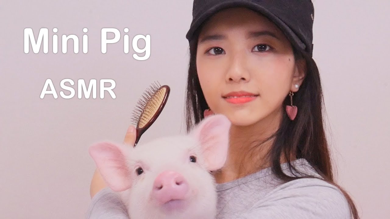 звуковые дорожки для мини-свиньи [ASMR]