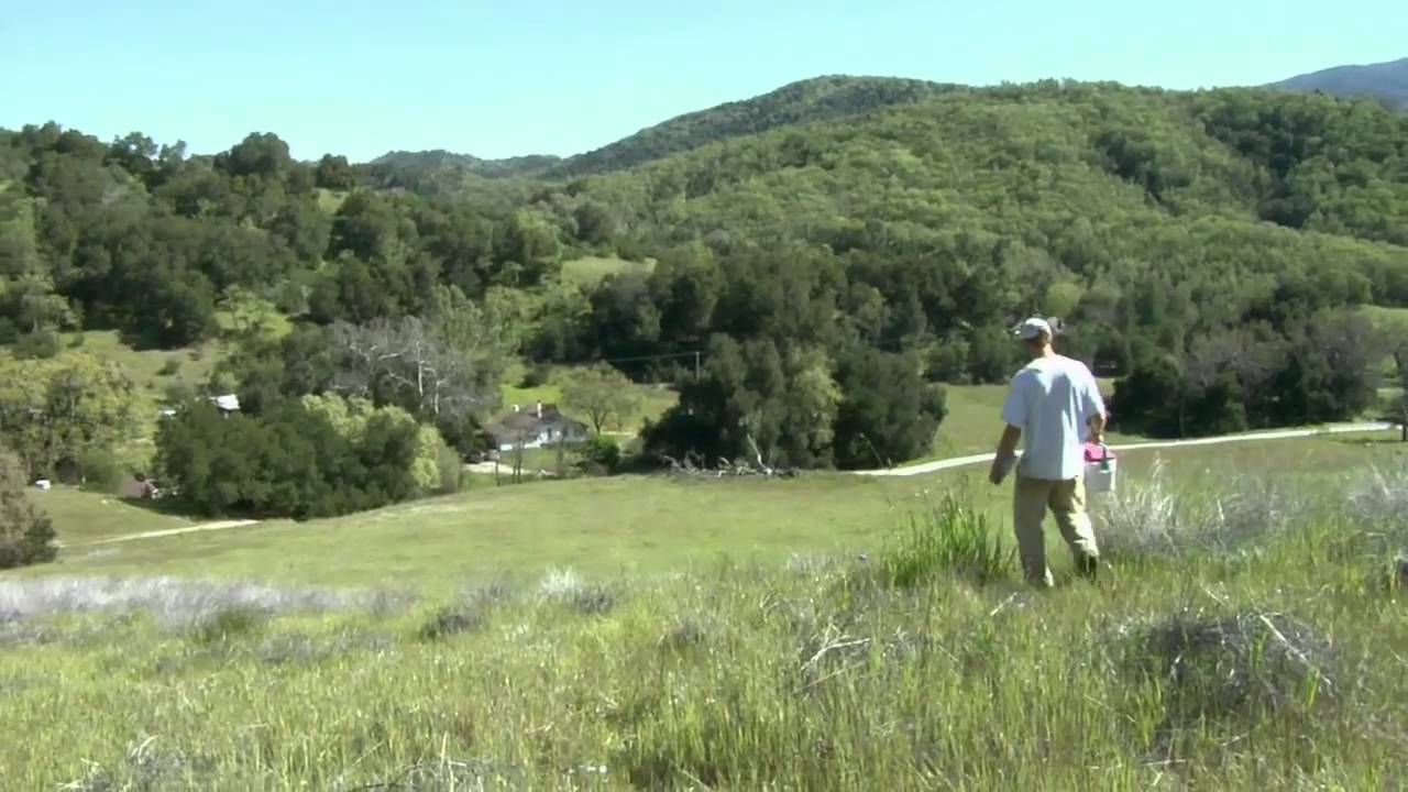 Ecology of Valley Oaks in California