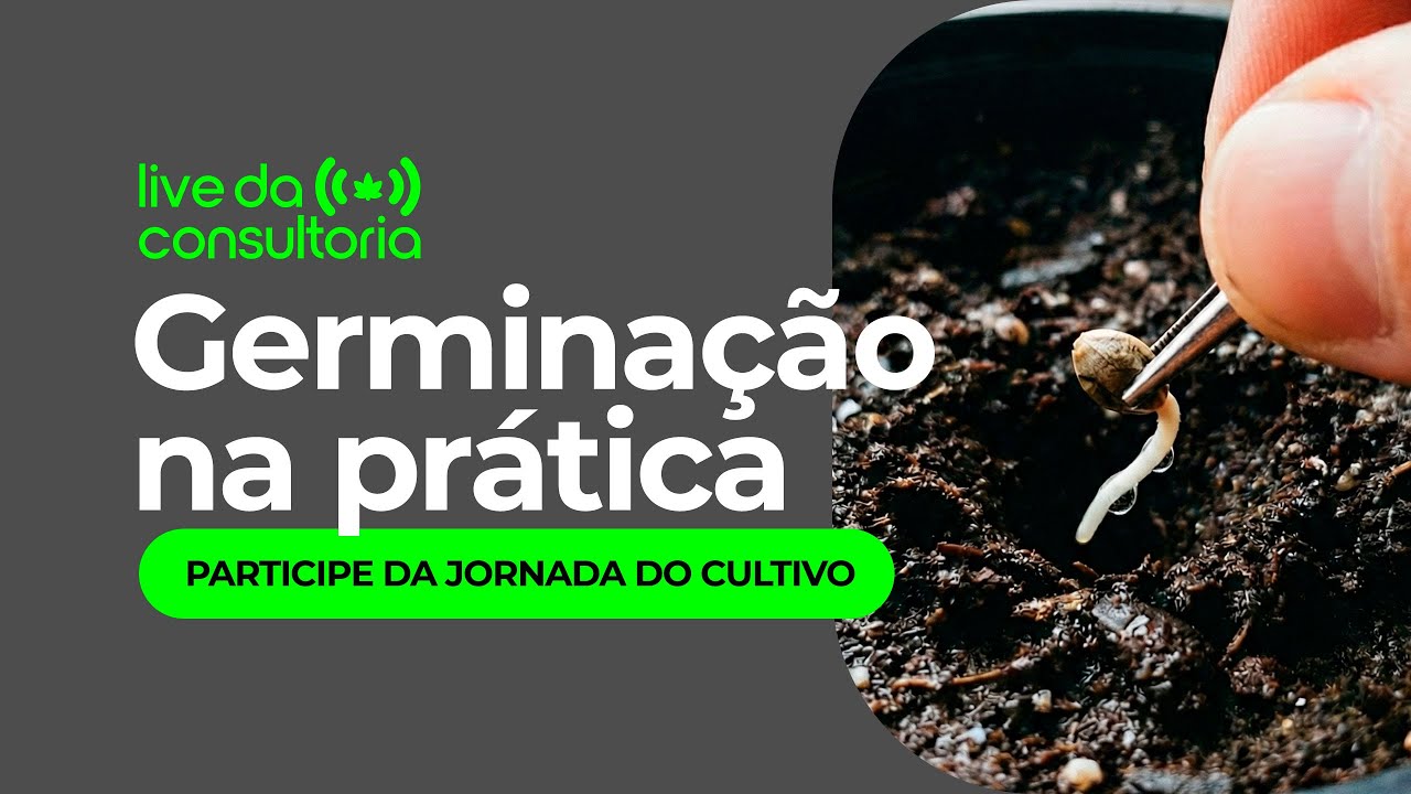 Germinação Prática Início de um Cultivo Indoor Real Do Zero à Colheita Plante Agora e Colha na Copa