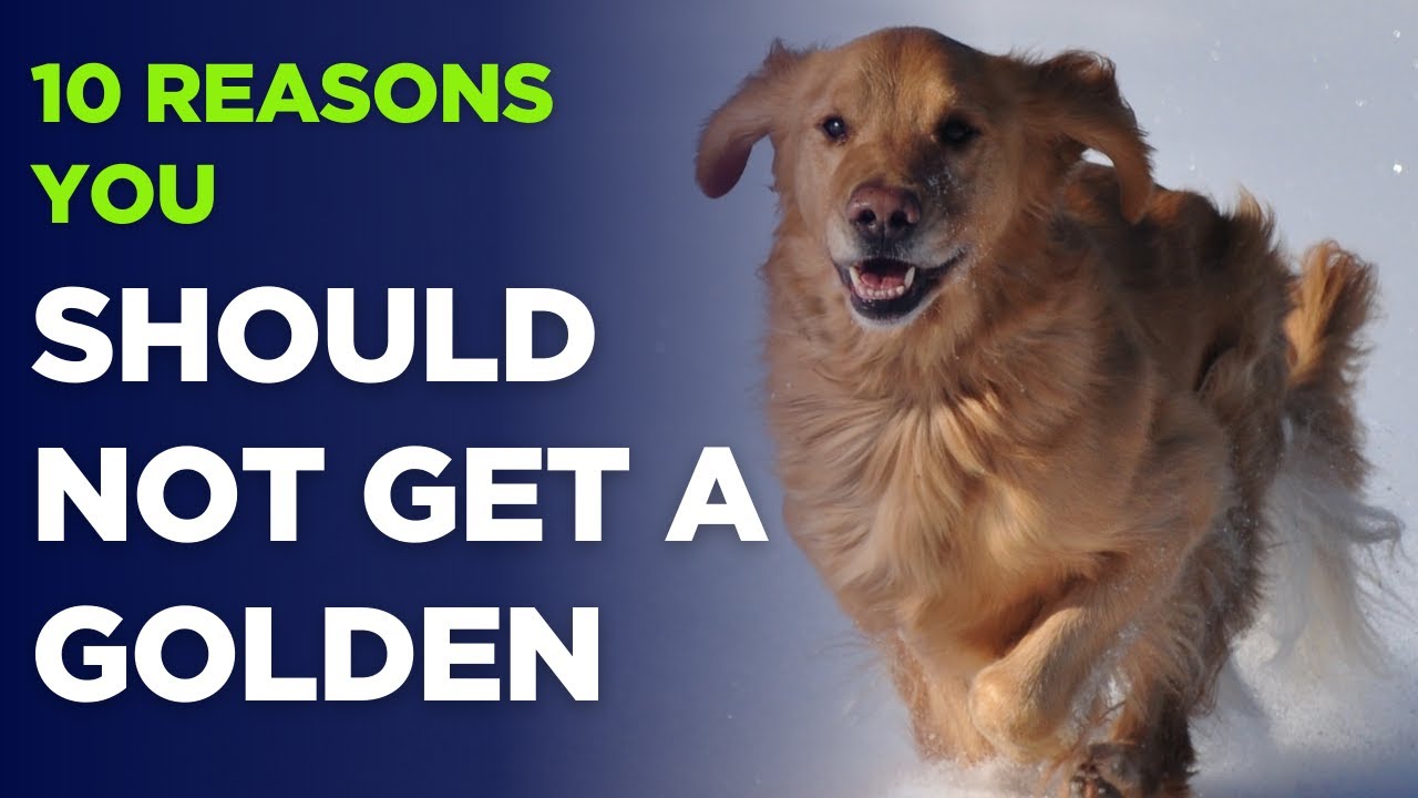 10 reasons YOU should not get a Golden Retriever