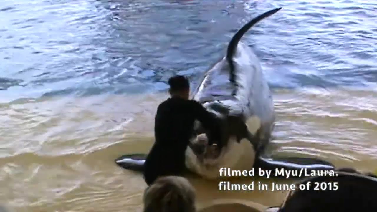 Orca Ocean Killer Whale show & Delfinario Bottlenose Dolphin show at Loro Parque in Tenerife