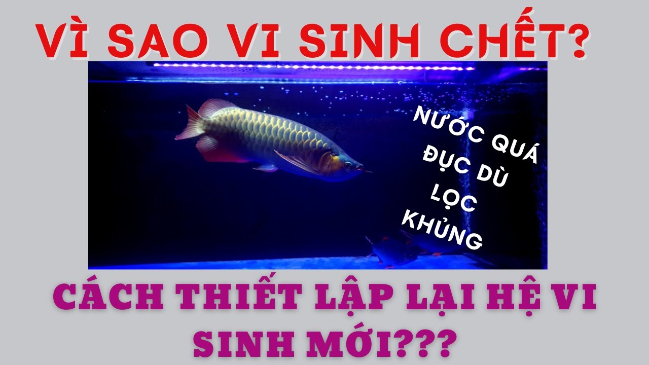 NUÔI CÁ RỒNG: VÌ SAO VI SINH CHẾT ???