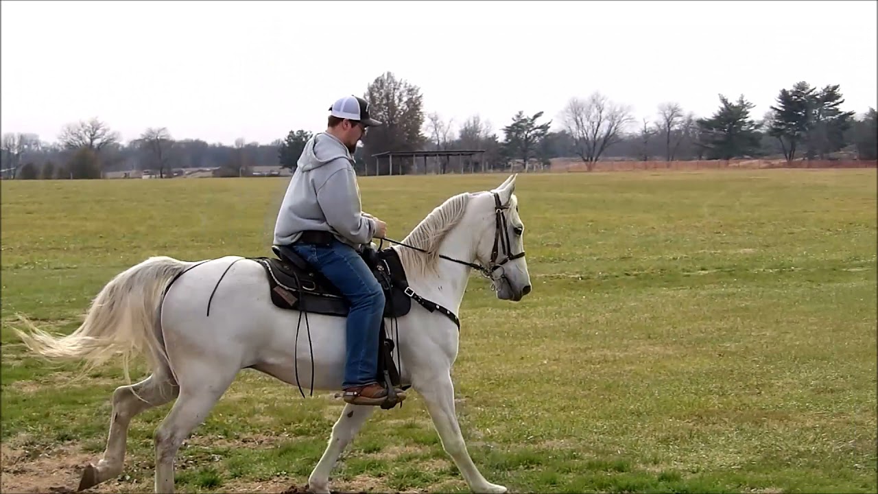 Gray TWH Field Trial Gelding