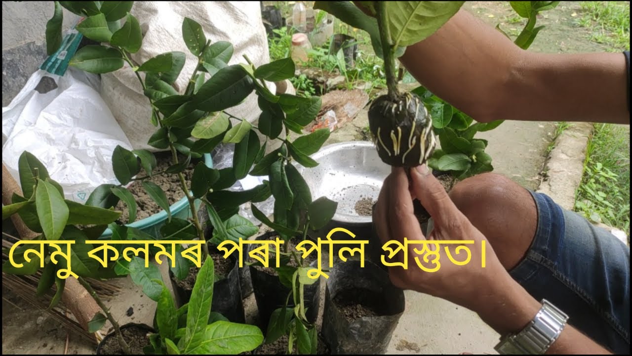 নেমু গছৰ কলম কিমান দিনত কাটিব। কেনেকৈ ৰোপন কৰিব।