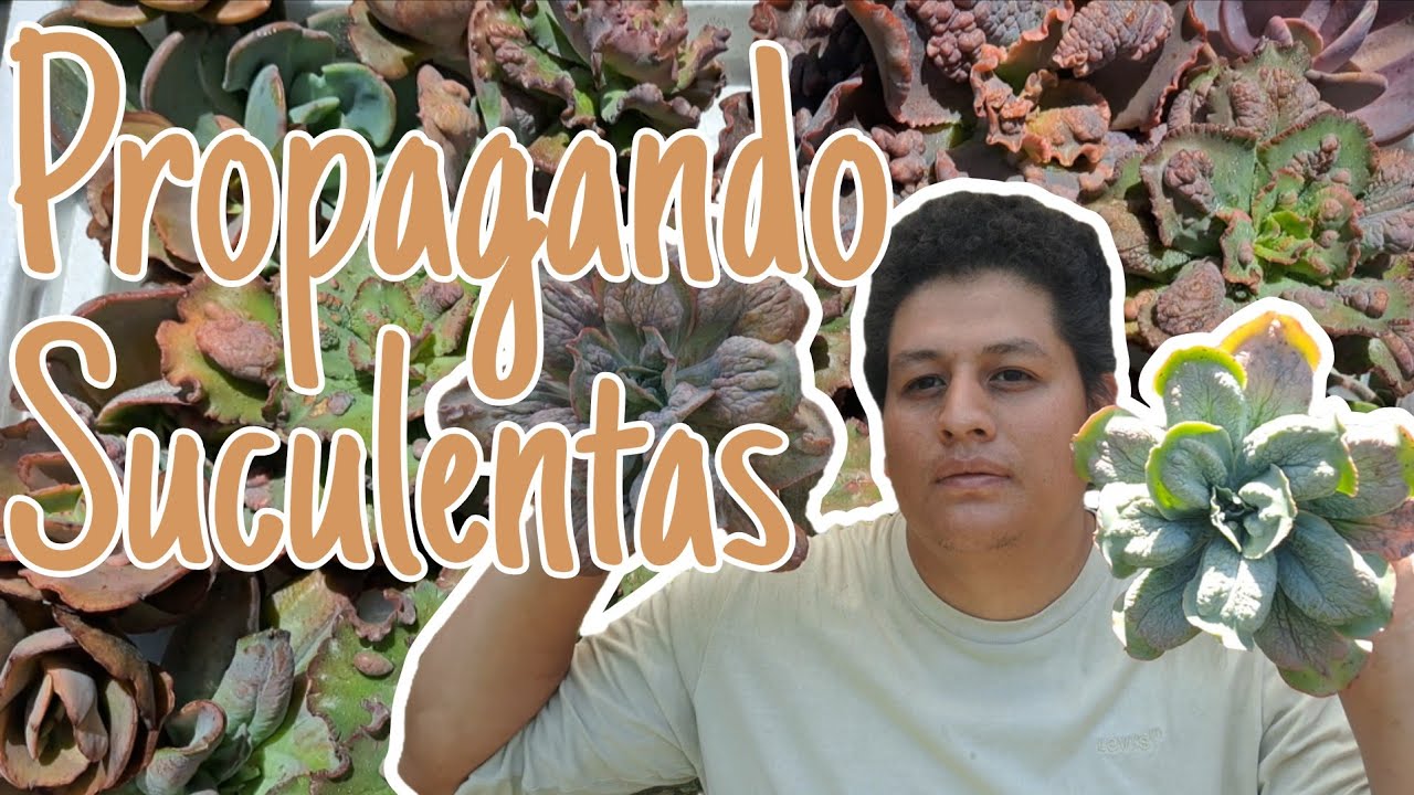 Acompáñame a decapitar suculentas para multiplicarlas 🌱✨