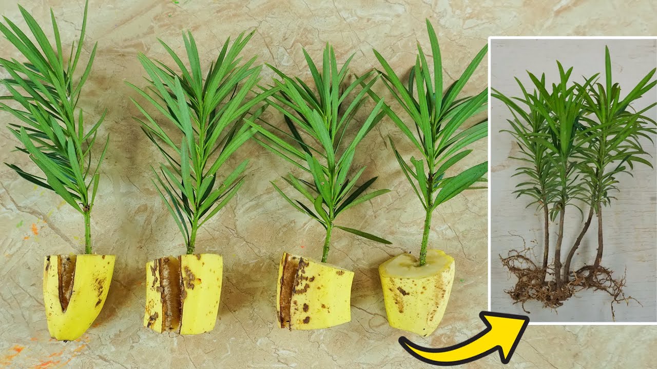 How to Grow Podocarpus in Bananas at home for beginners | Growing Podocarpus from branches
