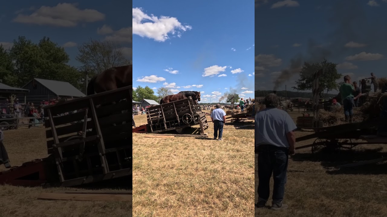 Threshing with horses on a treadmill 🤠 White River Antique Tractor Show in Elnora Indiana #shorts