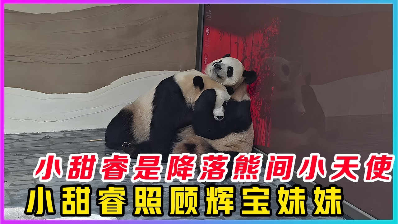 260226001小甜睿真的是个乖巧的熊猫宝宝，虽然是一个只有两岁多的猫猫，但是却像一个小孩姐，要说小甜睿熊皮套下没藏着一个小孩还真没人信。熊里熊气的外表人里人气的智商。妥妥的别人家熊孩子的模样。