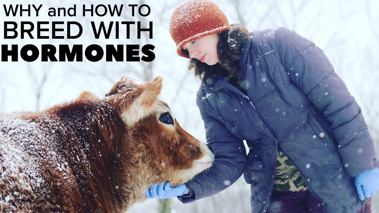 COW IS HARD TO BREED? How to use hormones (GNRH and Prostaglandin (Lutalyse) to synch her