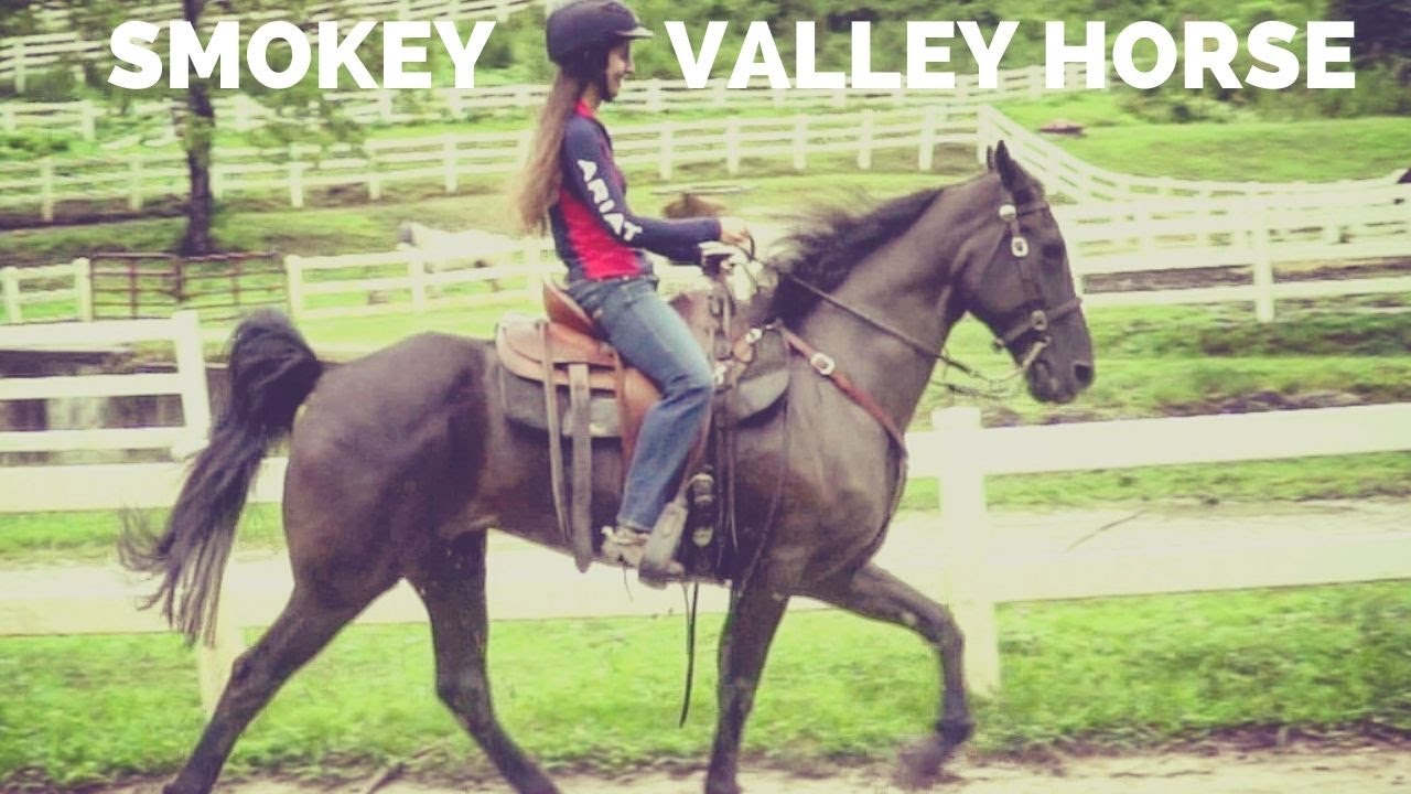 About the Smokey Valley Horse