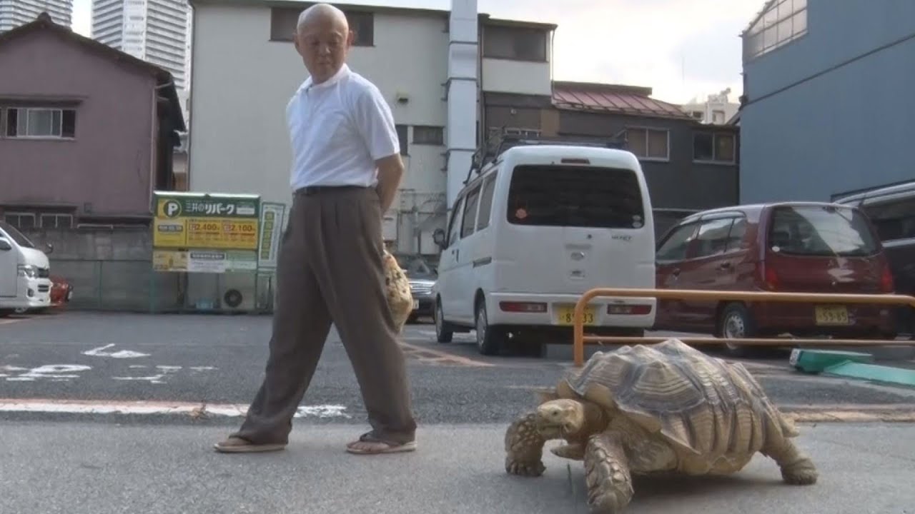 のんびり下町を散歩 リクガメ「ボンちゃん」は人気者