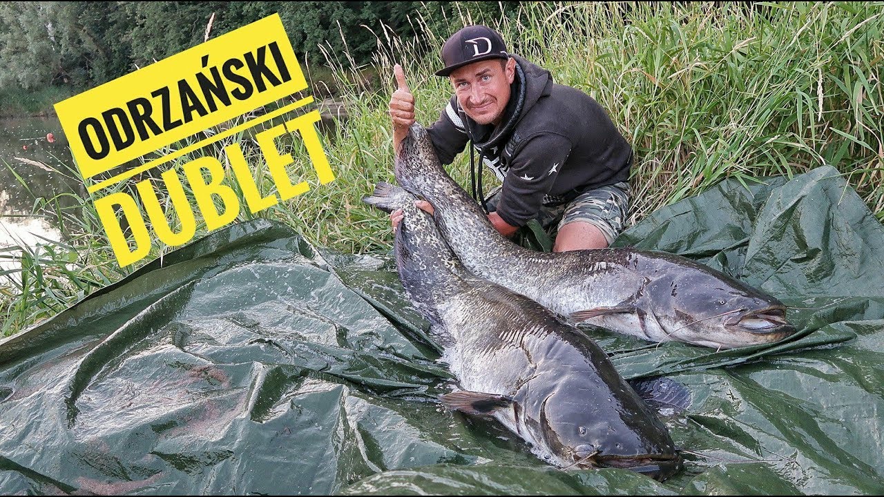 Odrzański Dublet | Catfish |Silurus Glanis