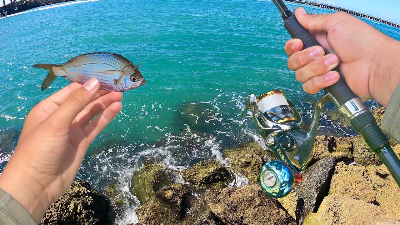 Snook Fishing with LIVE BAIT (Every Cast)