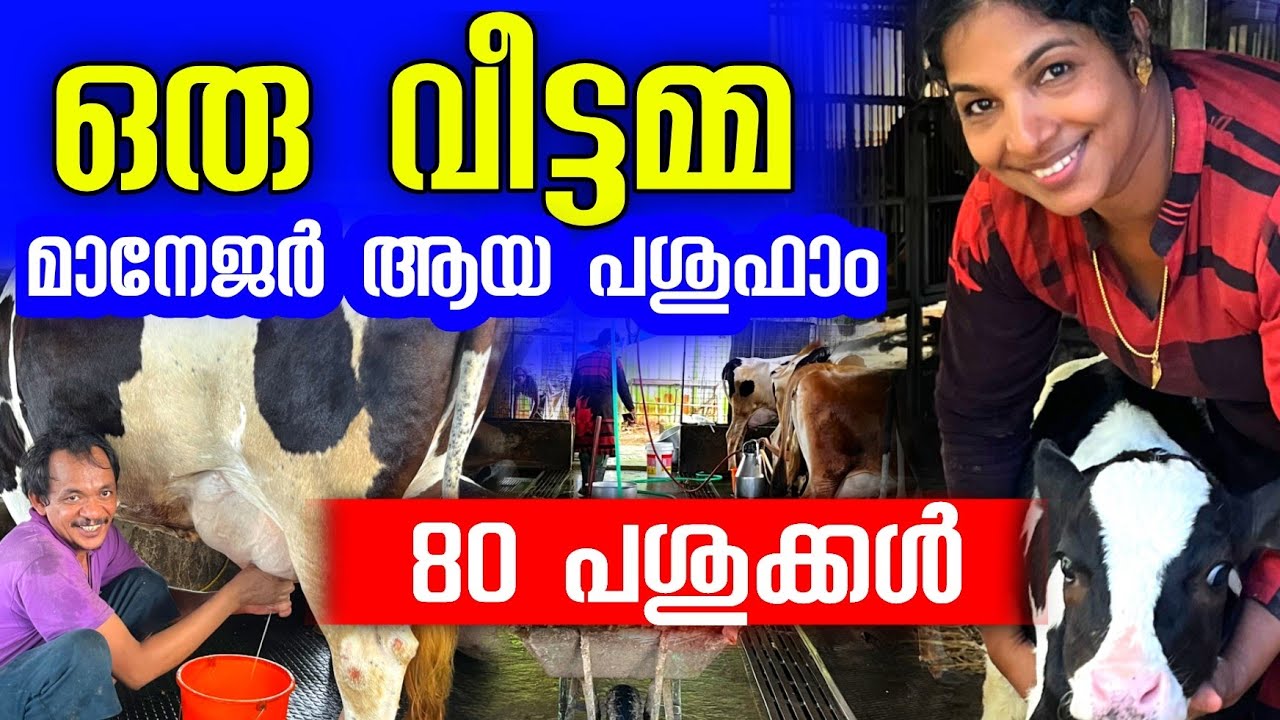 പശു ഫാം എങ്ങനെ വിജയിപ്പിക്കാം, 80 പശു ഉള്ള ഫാം 🔥 |Successful dairy farming tips 