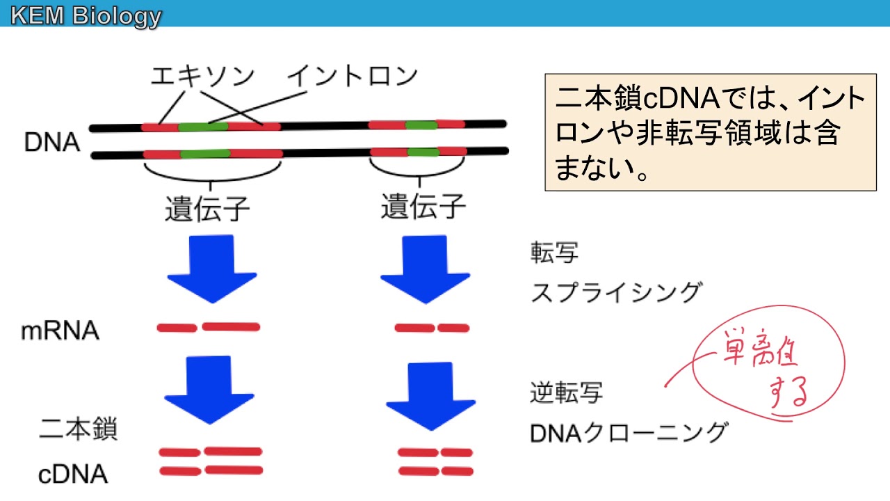 高校生物「逆転写酵素とcDNA・DNAライブラリー」