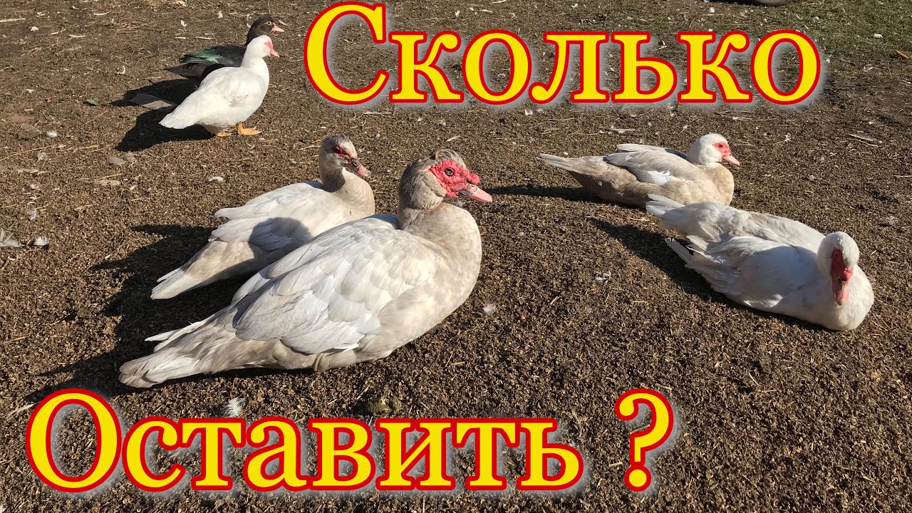 Сколько УТОК оставить на племя ? Индоутки на зимовку / Мускусные утки на племя