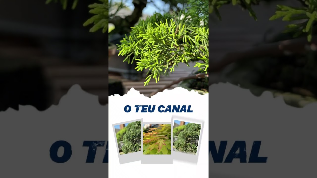 Faz Bonsai