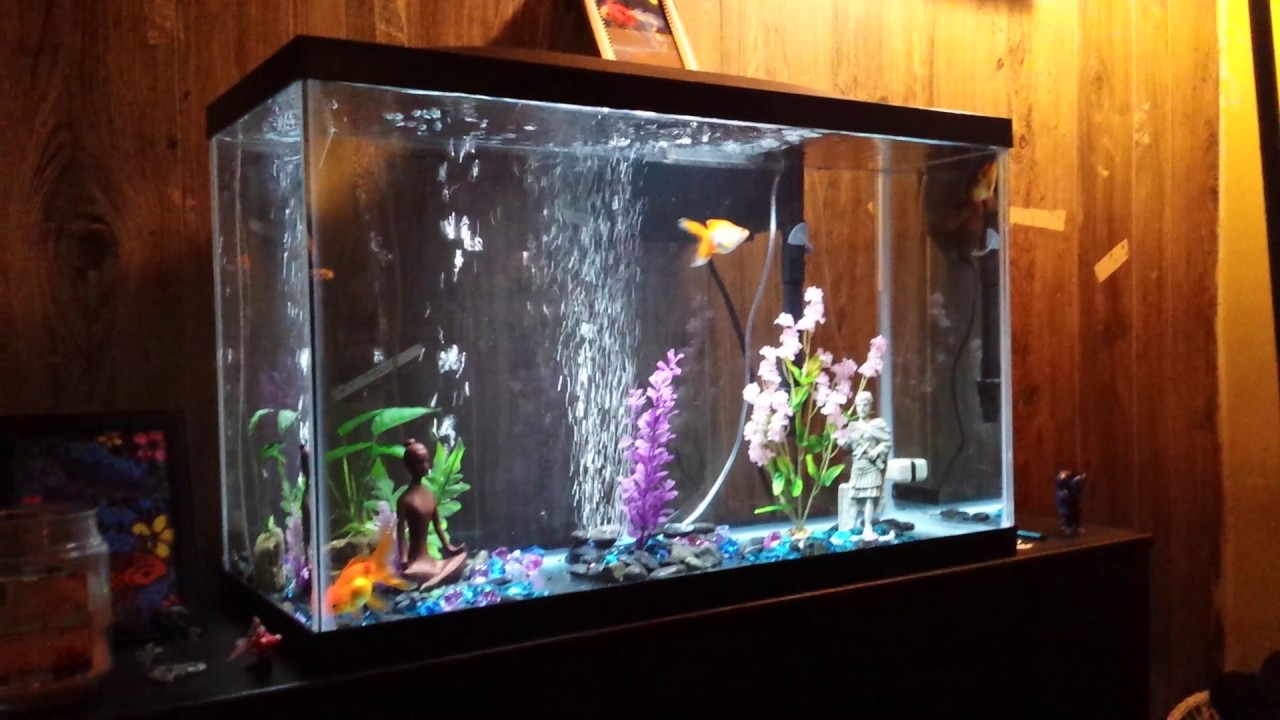 My Views on Overstocking Goldfish
