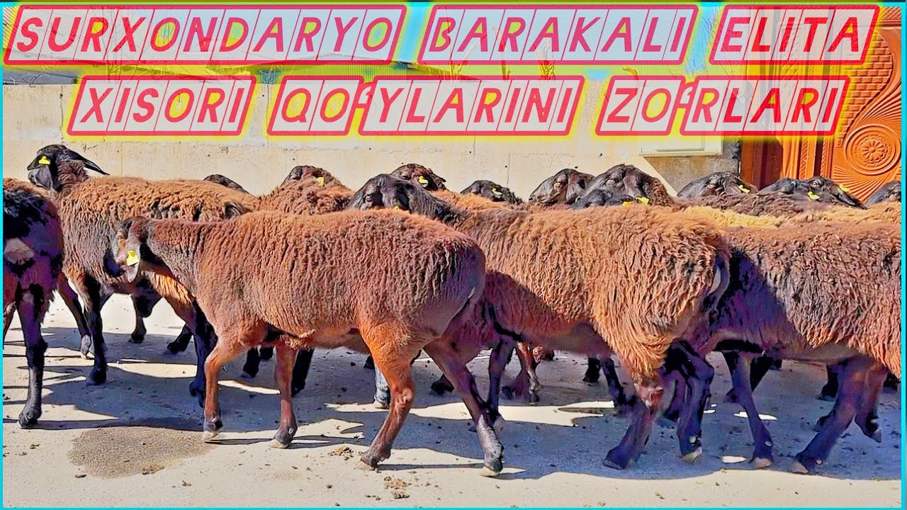 12-ОЙ ОЛДИНГИ НАРХДА ☎️+998995403555 ТУ́ЛИК 2- ОНА БОЛА БОНУСДА
