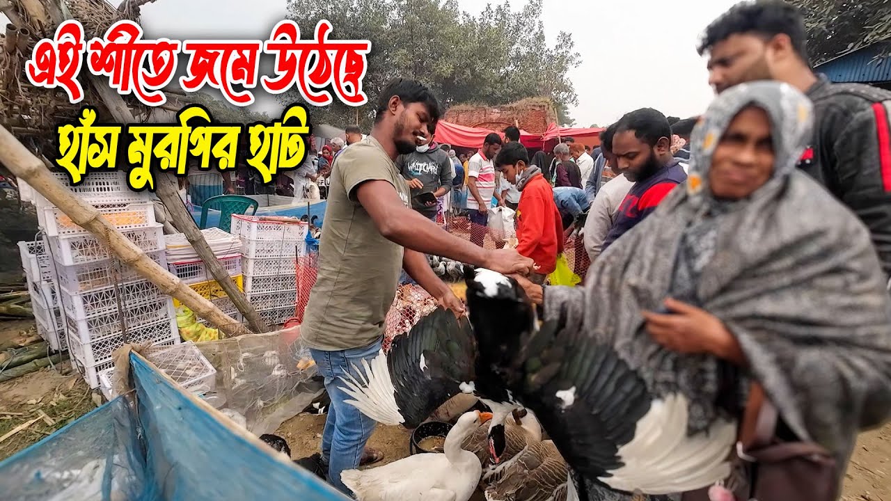 রবিবারের কাইকারটেক হাটে দেশি হাঁস-মুরগি কিনতে কত লাগছে টাকা? । @Village Poultry Update