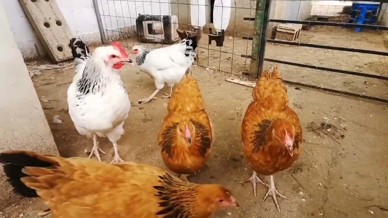 gallinas sussex a Europa