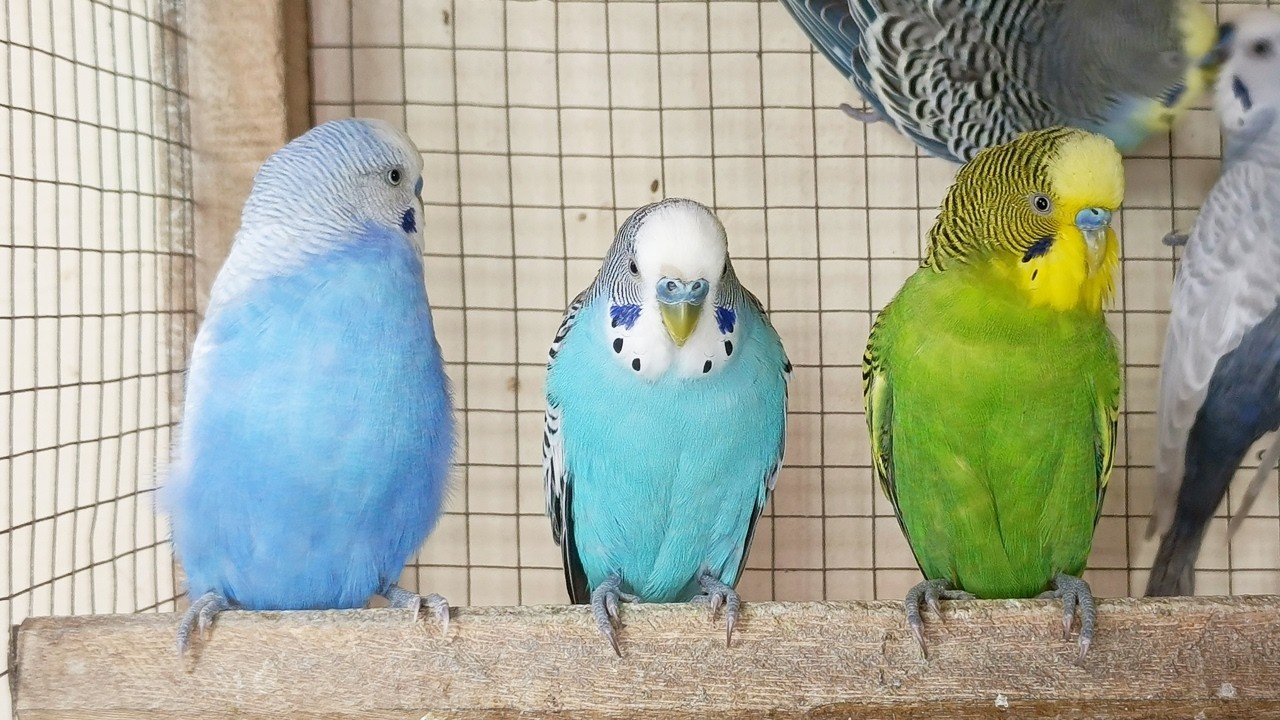 12 Hour Bird Watching of Parakeet Budgies Birds, Observe Nature Birds, Reduce Stress