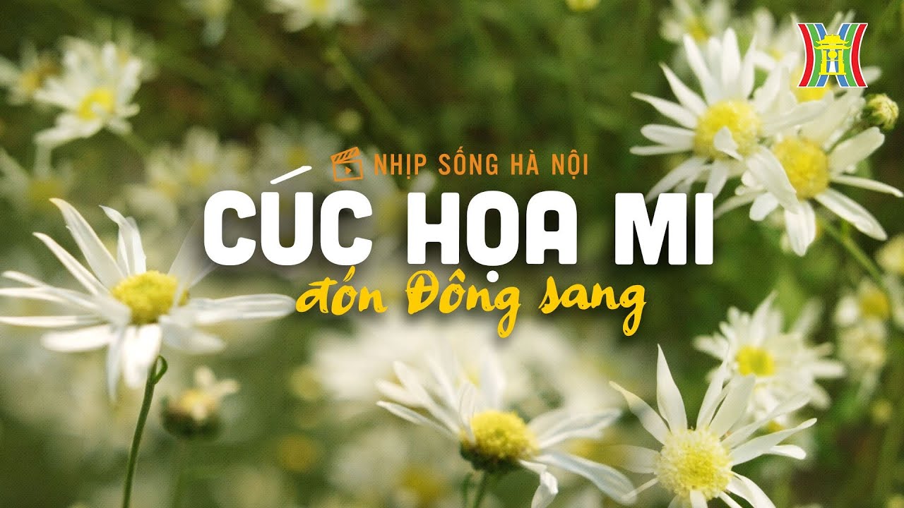 C&uacute;c họa mi đầu m&ugrave;a | Nhịp sống H&agrave; Nội