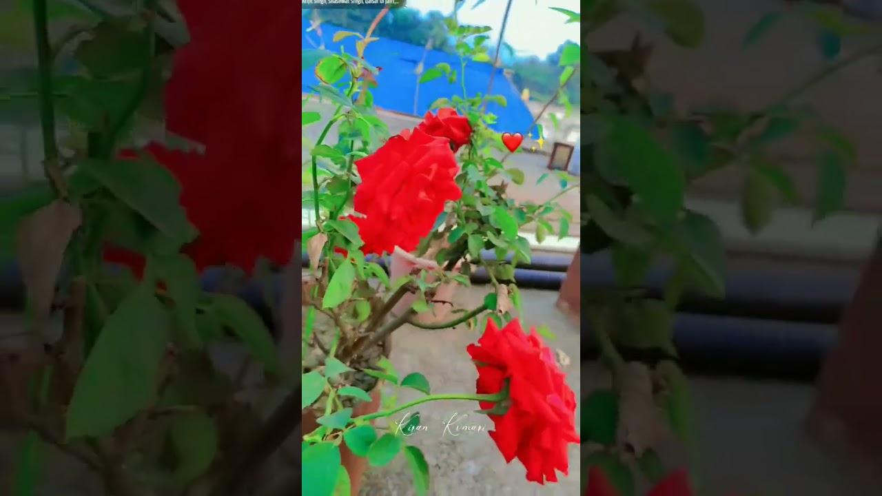 flower 🌹🌺 #trending #youtubeshorts #flowers #rose