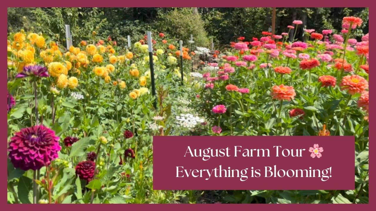 August Flower Farm Tour in PNW Zone 8b | Late Summer Blooms
