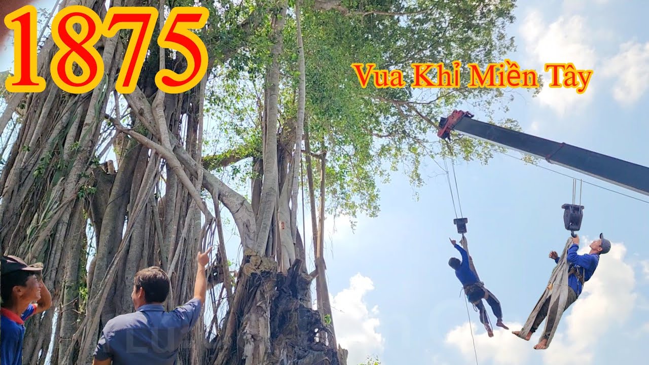 M.ất 2 ngày nhóm Vua Khỉ Miền Tây mới cưa xong phần tán lá của cây Sộp hơn 200 nâm tuổi (4/9) 